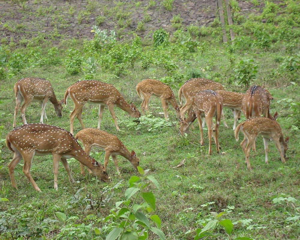 Shamirpet Deer Park